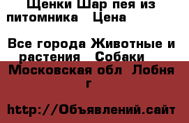 Щенки Шар пея из питомника › Цена ­ 25 000 - Все города Животные и растения » Собаки   . Московская обл.,Лобня г.